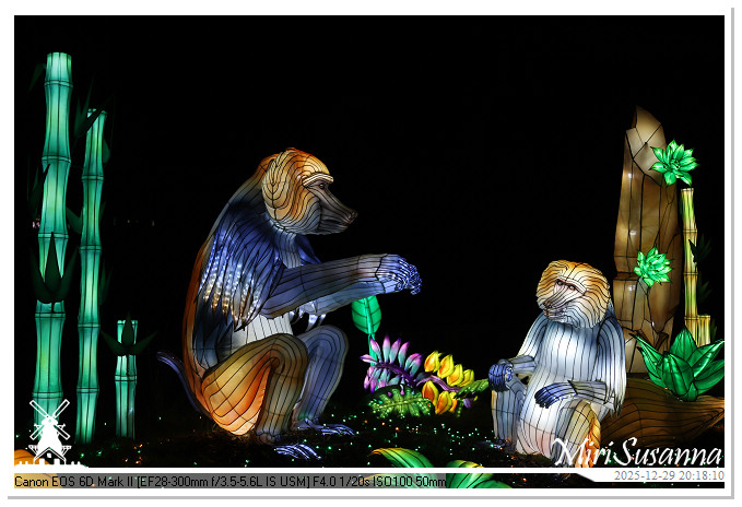 Beekse Bergen Light Safari 2025 IMG_4794@MiriSusanna CC-BY-NC-ND Beekse Bergen Light Safari 2025 IMG_4794